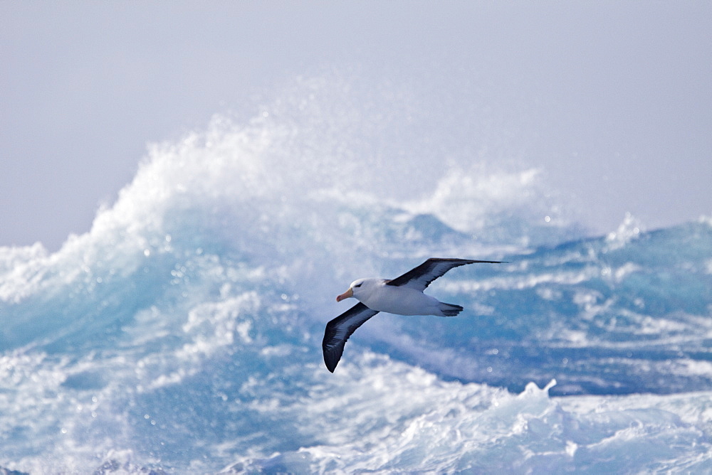 Adult Black-browed albatross (Thalassarche melanophrys) on the wing in the Drake Passage between South America and Antarctica, Southern Ocean