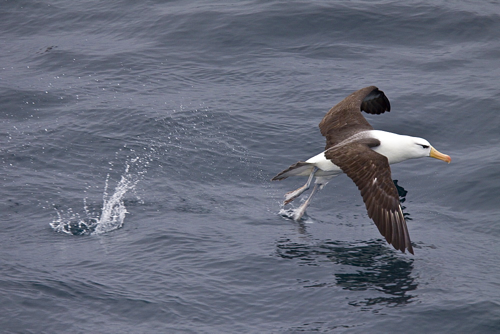 Adult Black-browed albatross (Thalassarche melanophrys) on the wing in the Drake Passage between South America and Antarctica, Southern Ocean