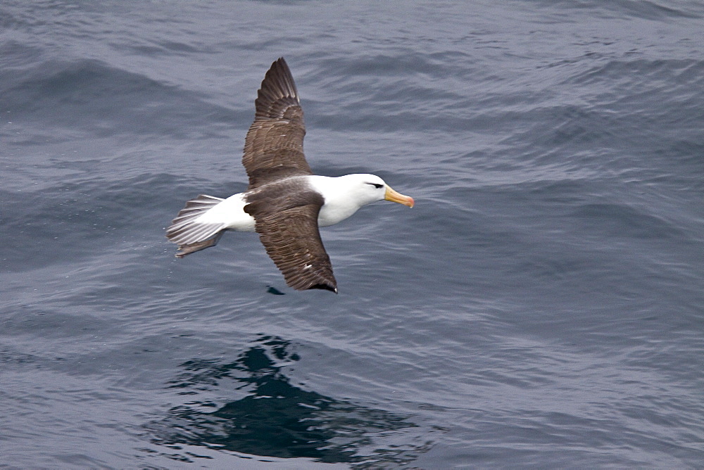 Adult Black-browed albatross (Thalassarche melanophrys) on the wing in the Drake Passage between South America and Antarctica, Southern Ocean