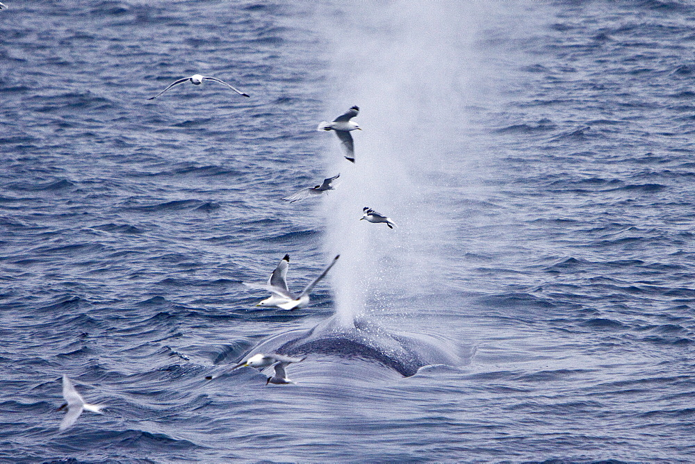 A very rare sighting of an adult blue Whale (Balaenoptera musculus), Spitsbergen Island, Norway