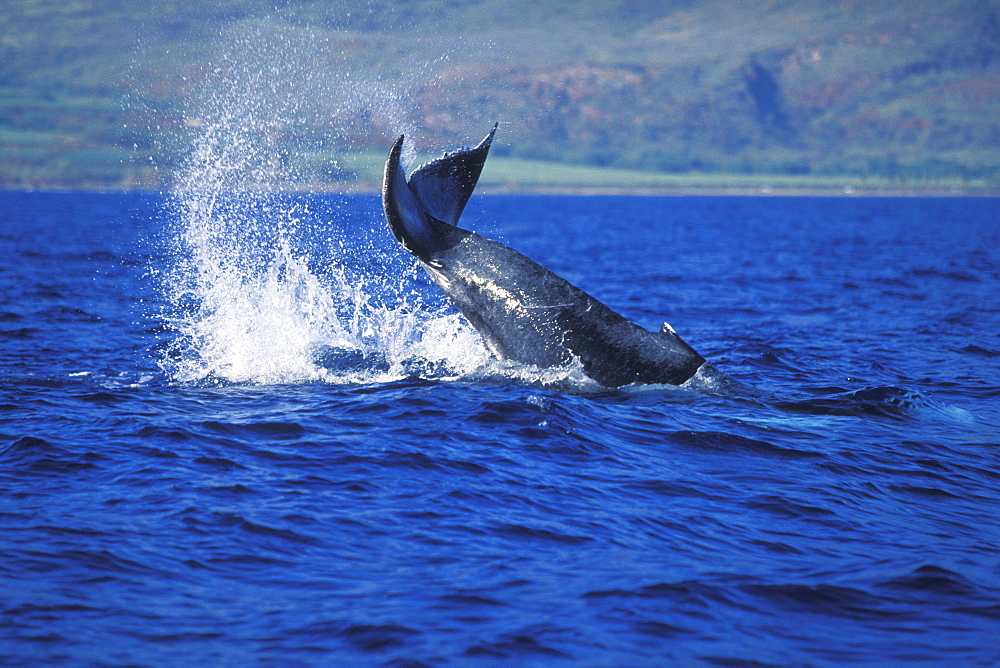 Humpback Whale calf (Megaptera novaeangliae) tail-lobbing near in the AuAu Channel, Maui, Hawaii, USA. Pacific Ocean.