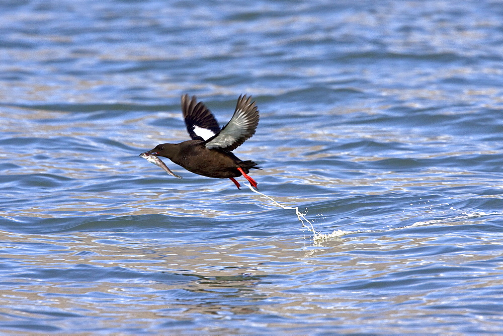 Adult black guillemot (Cepphus grylle) taking flight with fish in the Svalbard Archipelago in the Barents Sea, Norway