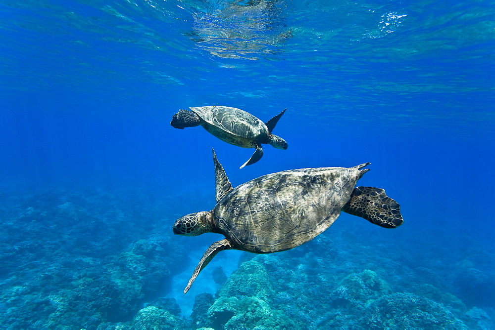 Green sea turtle (Chelonia mydas) at cleaning station at Olowalu Reef, Maui, Hawaii, USA