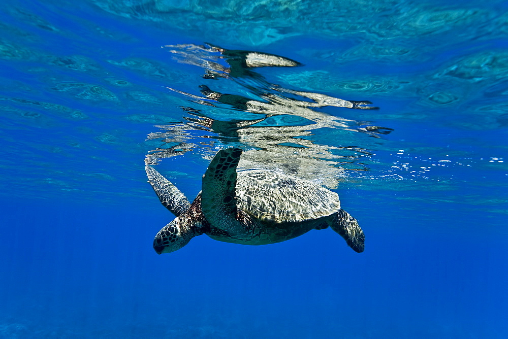 Green sea turtle (Chelonia mydas) at cleaning station at Olowalu Reef, Maui, Hawaii, USA