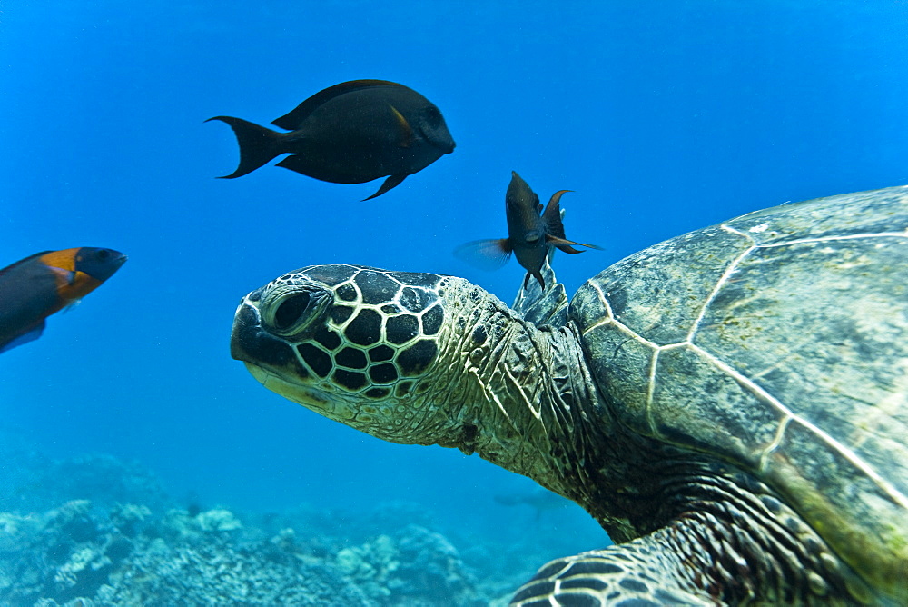 Green sea turtle (Chelonia mydas) at cleaning station at Olowalu Reef, Maui, Hawaii, USA