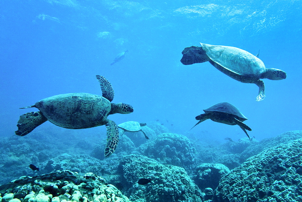 Green sea turtle (Chelonia mydas) at cleaning station at Olowalu Reef, Maui, Hawaii, USA