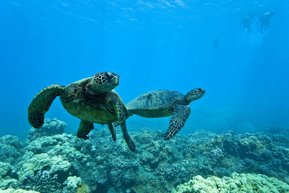 Green sea turtle (Chelonia mydas) at cleaning station at Olowalu Reef, Maui, Hawaii, USA