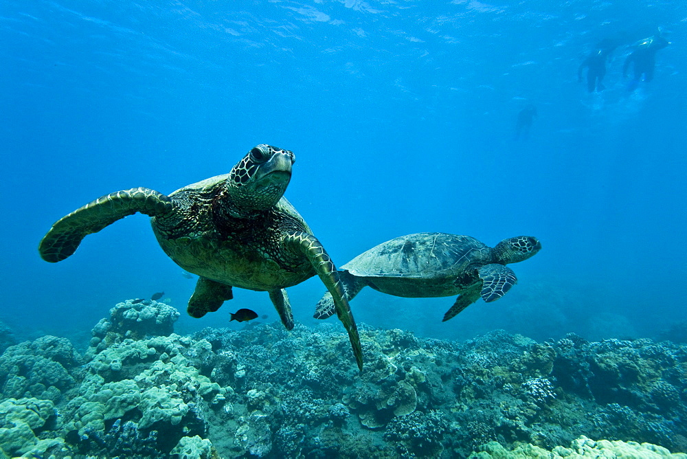 Green sea turtle (Chelonia mydas) at cleaning station at Olowalu Reef, Maui, Hawaii, USA