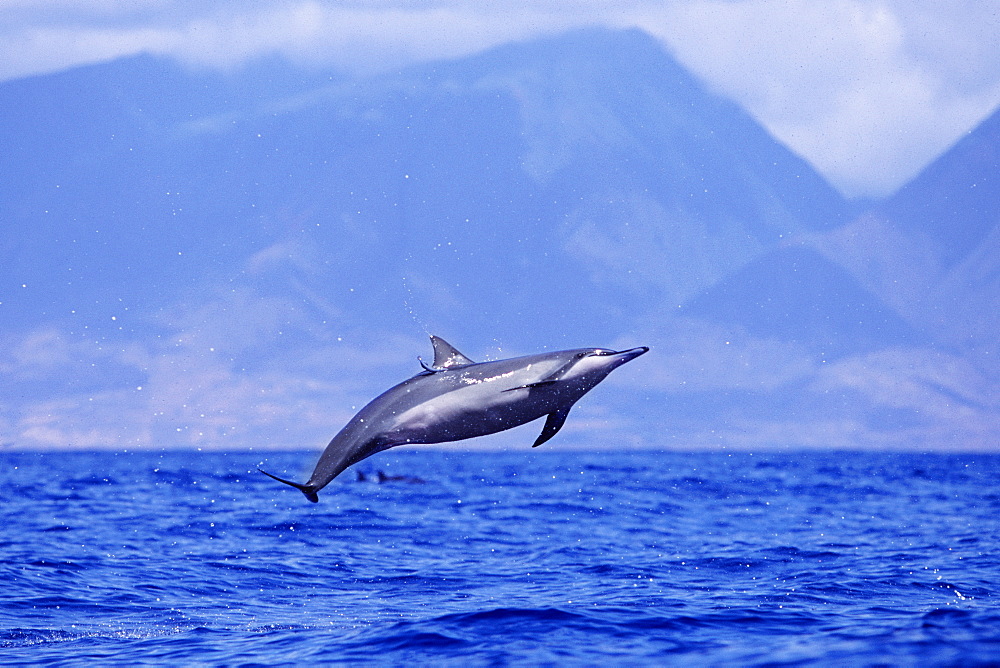 Female Hawaiian spinner dolphin spinning 
to remove remora attached below dorsal fin?