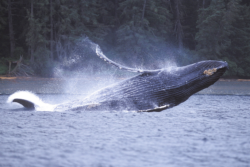 Adult Humpback Whale (Megaptera novaeangliae) breaching in Chatham Strait, Southeast Alaska, USA. Pacific Ocean.