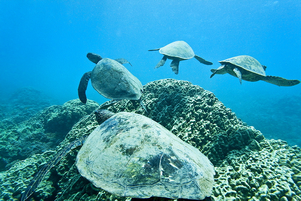 Green sea turtle (Chelonia mydas) at cleaning station at Olowalu Reef, Maui, Hawaii, USA