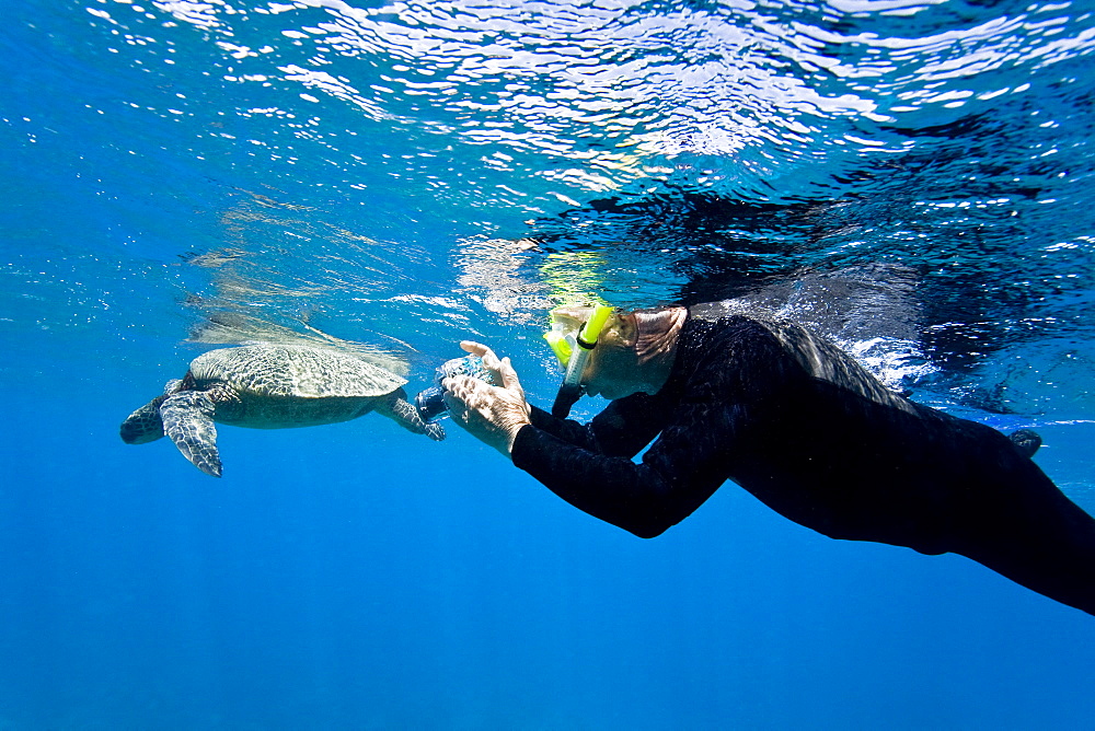 Green sea turtle (Chelonia mydas) at cleaning station at Olowalu Reef, Maui, Hawaii, USA