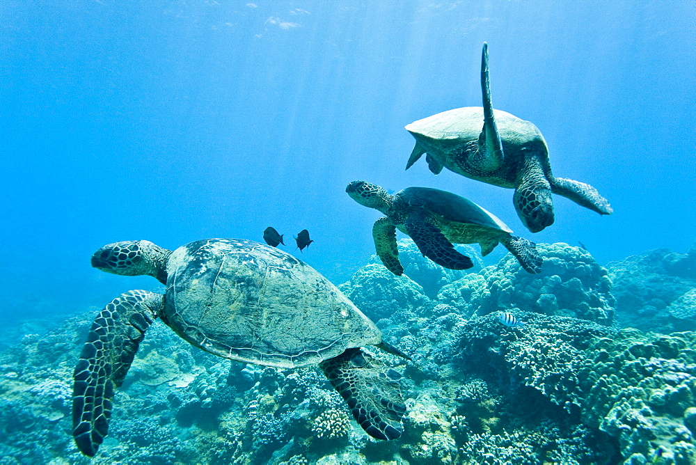 Green sea turtle (Chelonia mydas) at cleaning station at Olowalu Reef, Maui, Hawaii, USA