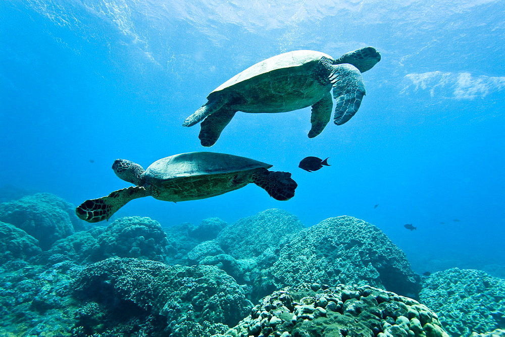 Green sea turtle (Chelonia mydas) at cleaning station at Olowalu Reef, Maui, Hawaii, USA