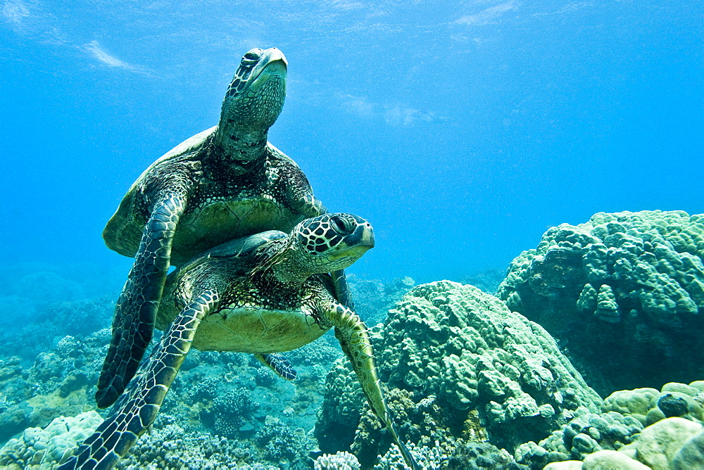 Green sea turtle (Chelonia mydas) at cleaning station at Olowalu Reef, Maui, Hawaii, USA