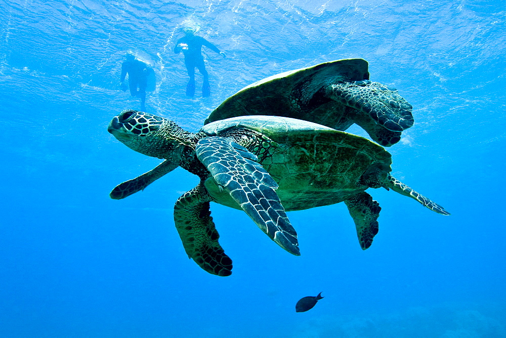 Green sea turtle (Chelonia mydas) at cleaning station at Olowalu Reef, Maui, Hawaii, USA