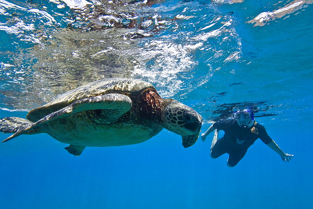 Green sea turtle (Chelonia mydas) at cleaning station at Olowalu Reef, Maui, Hawaii, USA