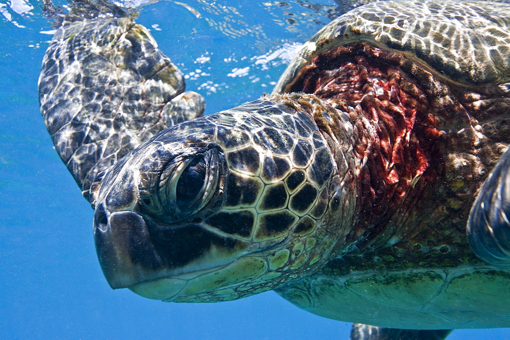 Green sea turtle (Chelonia mydas) at cleaning station at Olowalu Reef, Maui, Hawaii, USA