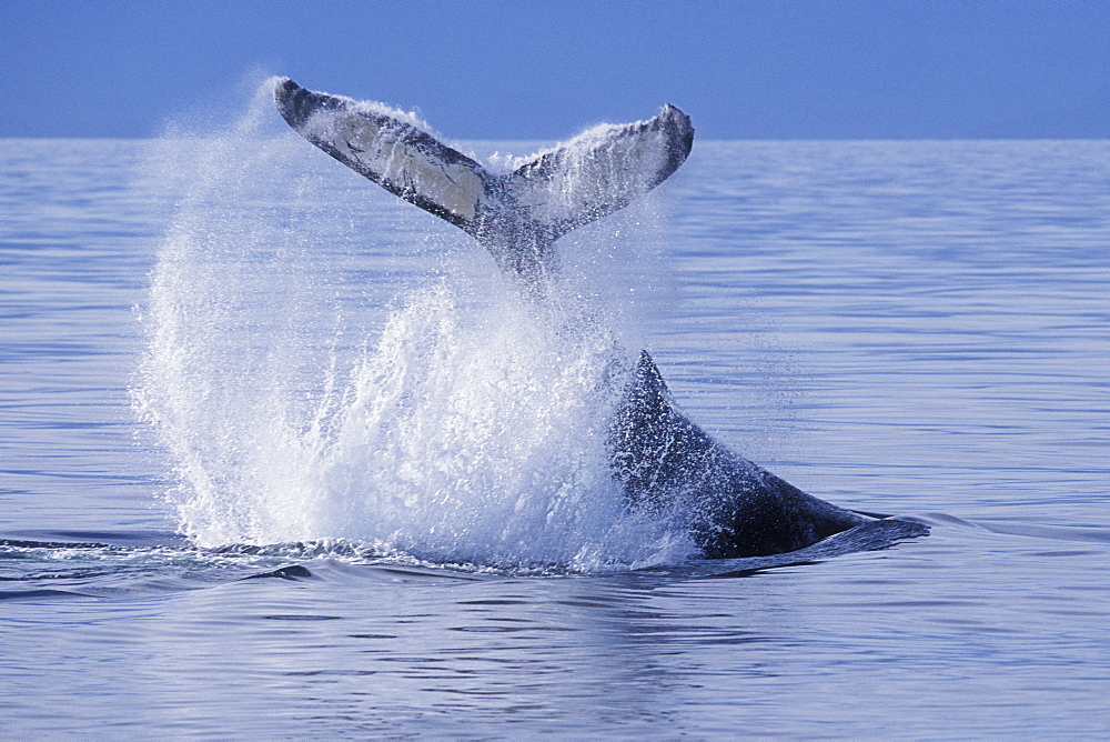 Adult Humpback Whale (Megaptera novaeangliae) tail-throw in Chatham Strait, Southeast Alaska, USA. Pacific Ocean.