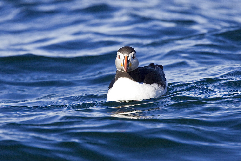 Adult puffin (Fratercula arctica) on calm waters off the northwest side of Spitsbergen in the Svalbard Archipelago, Norway