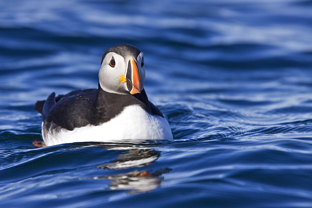 Adult puffin (Fratercula arctica) on calm waters off the northwest side of Spitsbergen in the Svalbard Archipelago, Norway