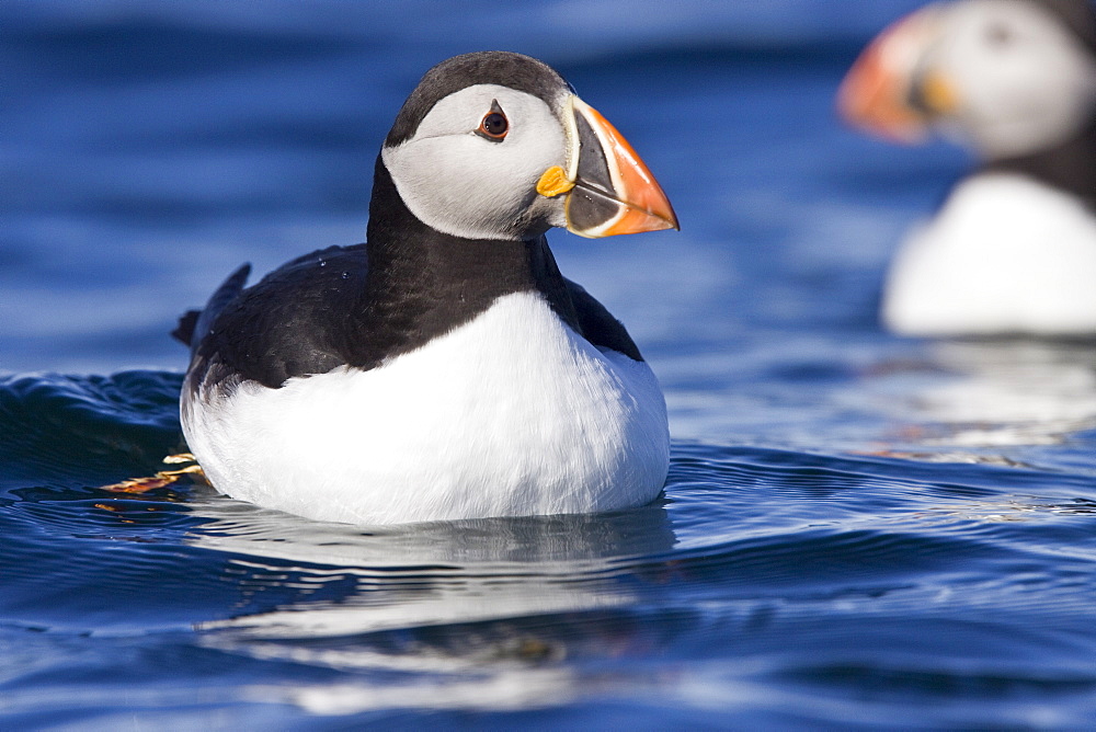 Adult puffin (Fratercula arctica) on calm waters off the northwest side of Spitsbergen in the Svalbard Archipelago, Norway