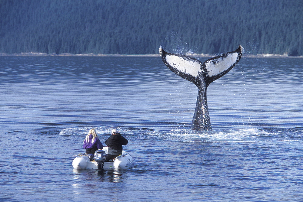 Humpback Whale (Megaptera novaeangliae) tail-slapping near researchers in Chatham Strait, Southeast Alaska, USA.