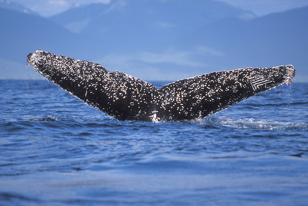 Humpback Whale (Megaptera novaeangliae) fluke-up dive (note the Orca tooth rake marks on the right side of the tail) in Icy Strait, Southeast Alaska, USA.