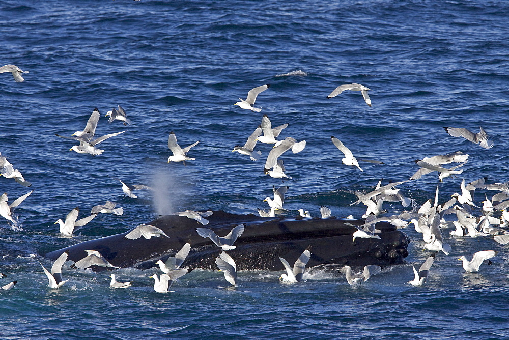 Adult humpback whale (Megaptera novaeangliae) sub-surface feeding among black-legged kittiwakes (Rissa tridactyla), west of Spitsbergen in the Barents Sea, Norway