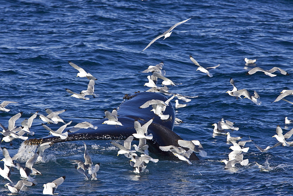 Adult humpback whale (Megaptera novaeangliae) sub-surface feeding among black-legged kittiwakes (Rissa tridactyla), west of Spitsbergen in the Barents Sea, Norway