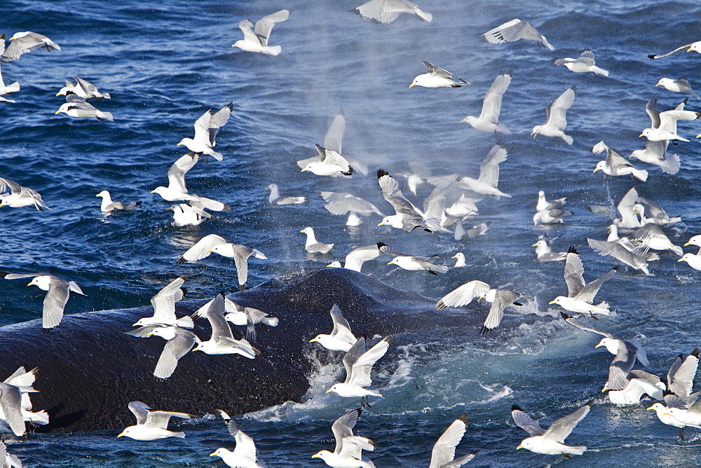 Adult humpback whale (Megaptera novaeangliae) sub-surface feeding among black-legged kittiwakes (Rissa tridactyla), west of Spitsbergen in the Barents Sea, Norway