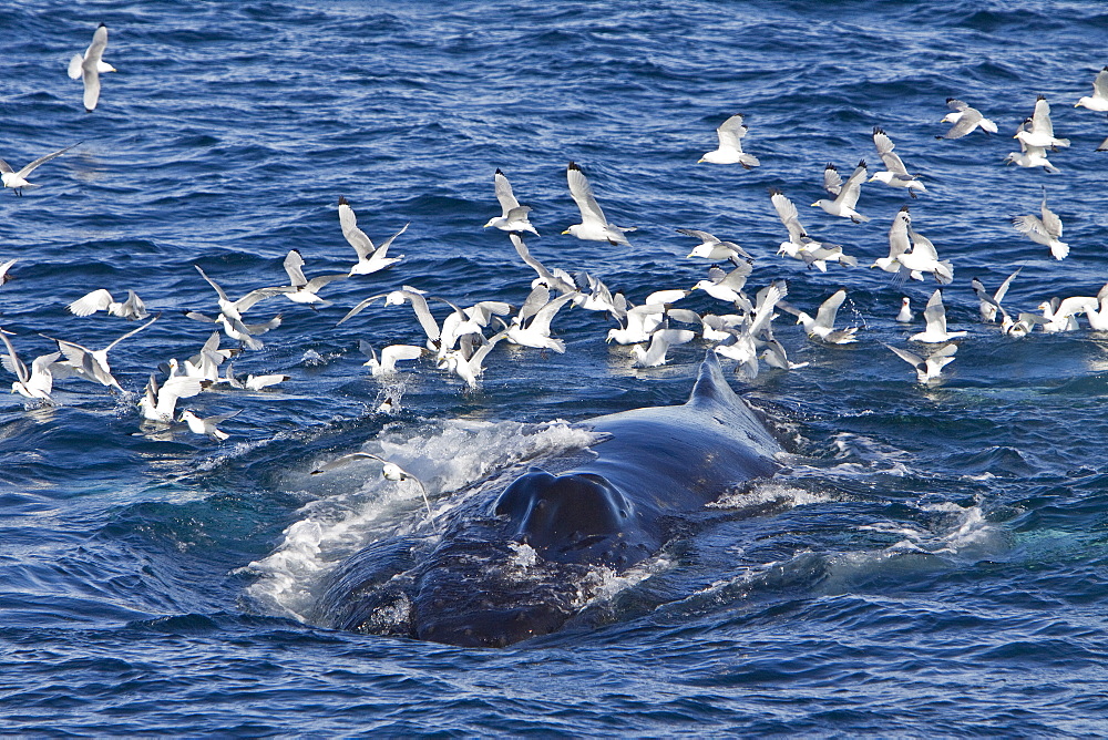 Adult humpback whale (Megaptera novaeangliae) sub-surface feeding among black-legged kittiwakes (Rissa tridactyla), west of Spitsbergen in the Barents Sea, Norway