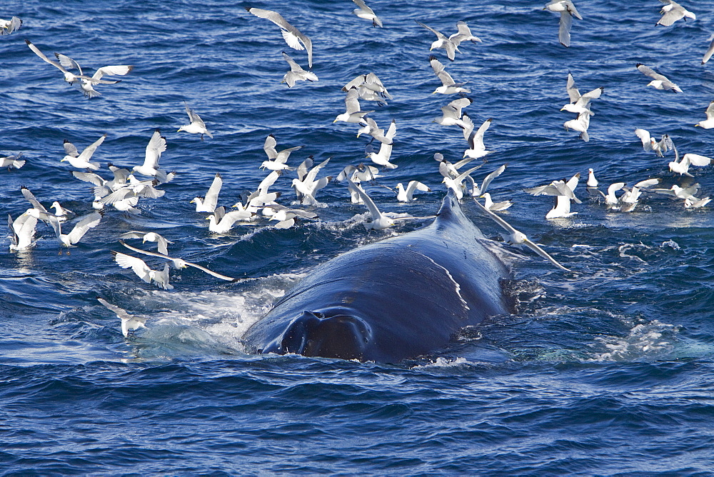 Adult humpback whale (Megaptera novaeangliae) sub-surface feeding among black-legged kittiwakes (Rissa tridactyla), west of Spitsbergen in the Barents Sea, Norway