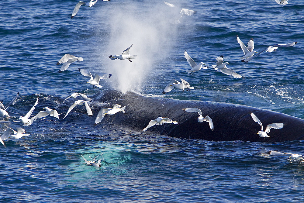 Adult humpback whale (Megaptera novaeangliae) sub-surface feeding among black-legged kittiwakes (Rissa tridactyla), west of Spitsbergen in the Barents Sea, Norway