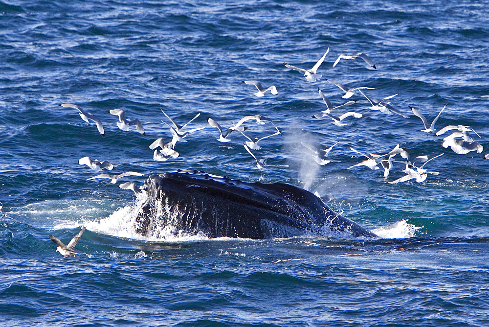 Adult humpback whale (Megaptera novaeangliae)  sub-surface feeding among black-legged kittiwakes (Rissa tridactyla) off the continental shelf west of Spitsbergen in the Barents Sea, Norway. Humpbacks are one of the larger rorqual species, adults range in length from 12?16 metres (40?50 ft) and weigh approximately 36,000 kilograms (79,000 lb). There are at least 80,000 humpback whales worldwide.