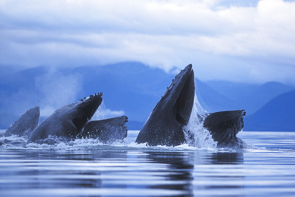 Adult Humpback Whales (Megaptera novaeangliae) cooperatively "bubble-net" feeding in Southeast Alaska, USA. Pacific Ocean.