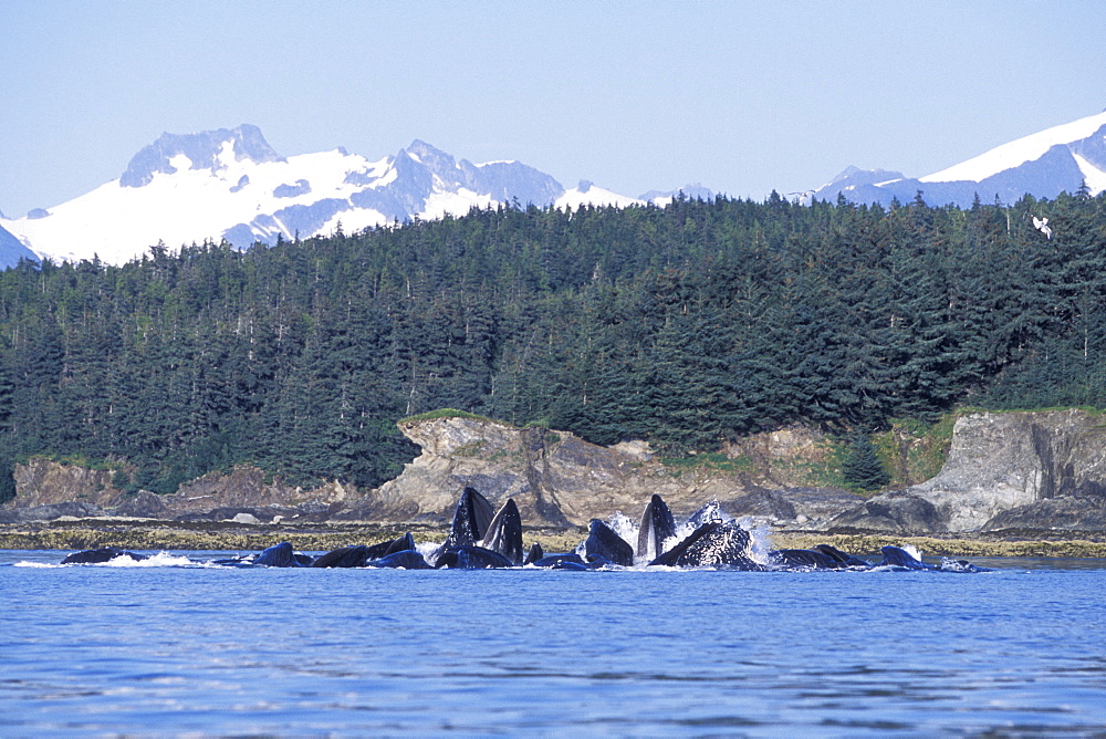 Humpback Whales (Megaptera novaeangliae) cooperatively "bubble-net" feeding in Lynn Canal, Southeast Alaska, USA.