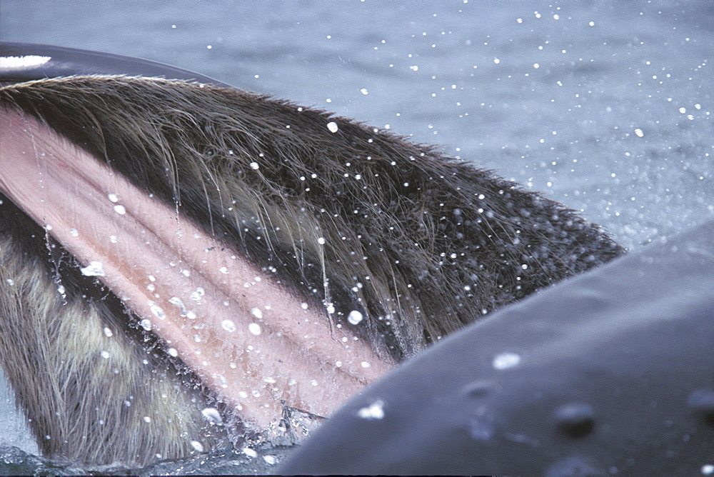 Humpback Whales (Megaptera novaeangliae) cooperatively "bubble-net" feeding in Chatham Strait, Southeast Alaska, USA