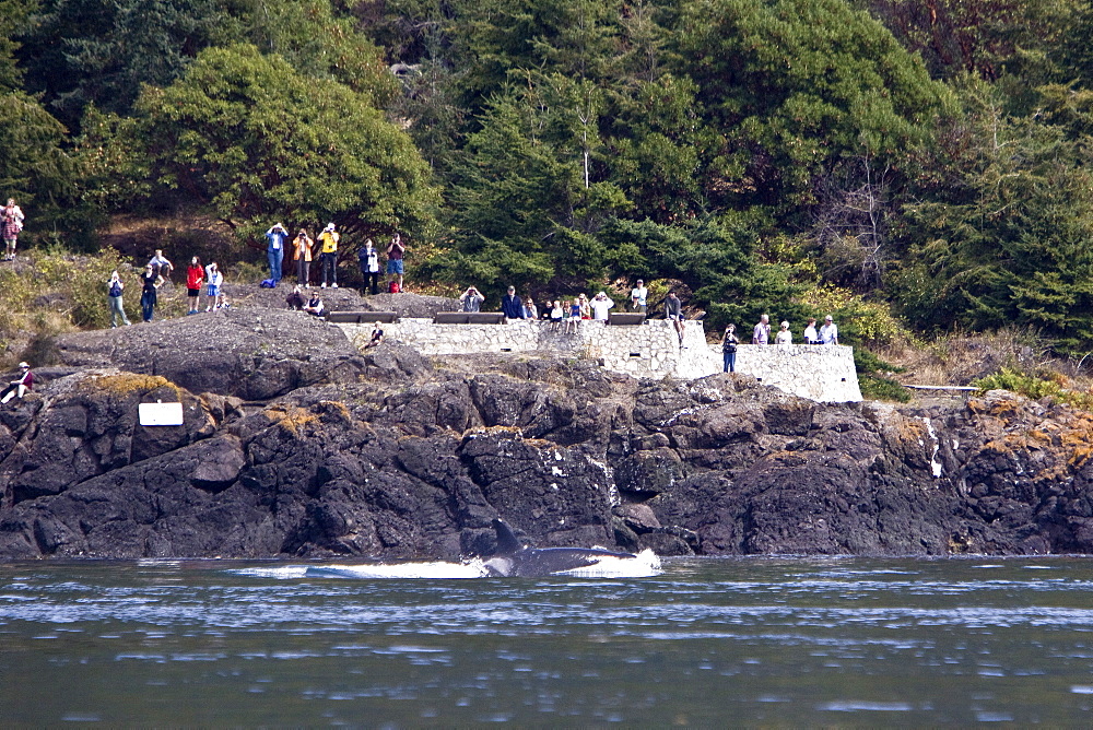 Excited whale watchers on shore see all three resident killer whale (Orcinus orca) pods off Lime Kiln lighthouse, San Juan Island, Washington State, USA