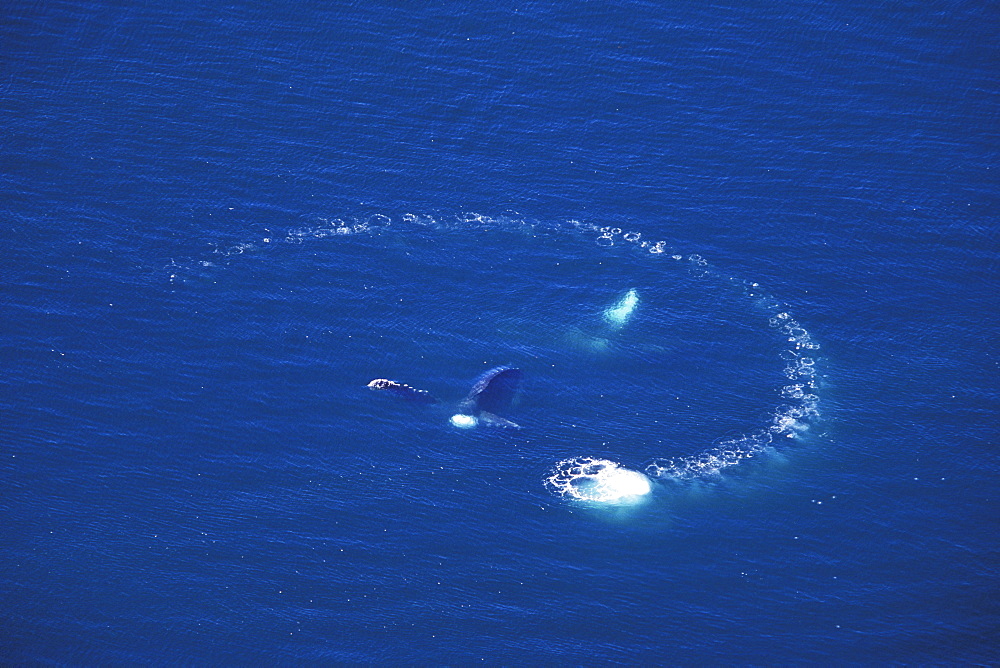 Aerial view of adult Humpback Whales (Megaptera novaeangliae) co-operatively "bubble-net" feeding in Chatham Strait, Southeast Alaska, USA. Pacific Ocean.