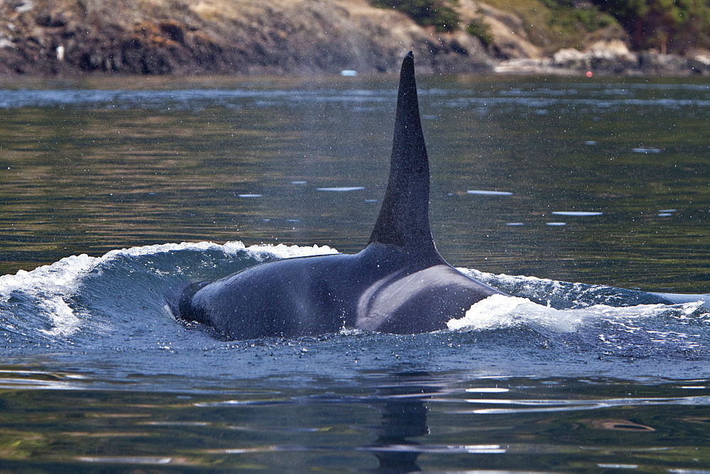 Excited whale watchers on shore see all three resident killer whale (Orcinus orca) pods off Lime Kiln lighthouse, San Juan Island, Washington State, USA