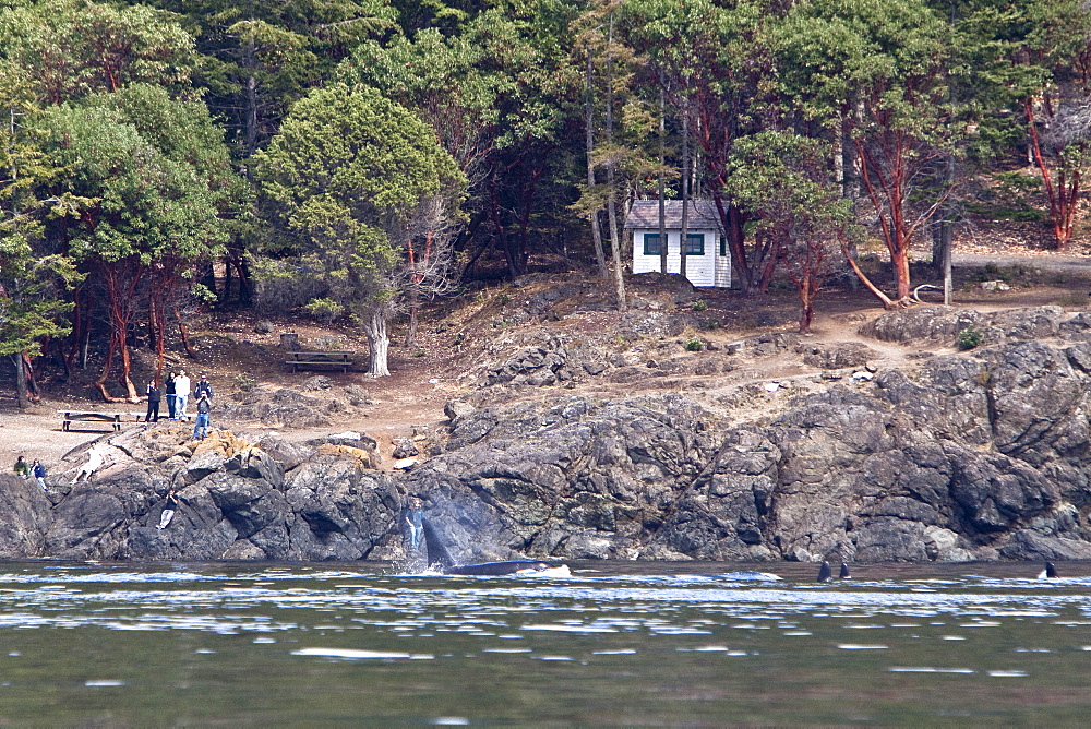 Excited whale watchers on shore see all three resident killer whale (Orcinus orca) pods off Lime Kiln lighthouse, San Juan Island, Washington State, USA