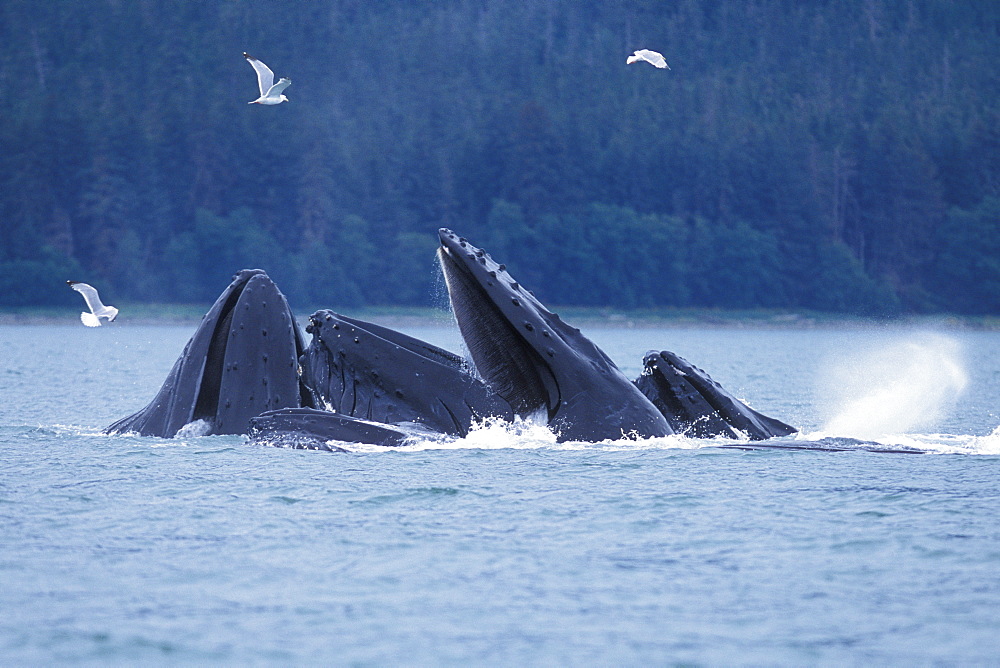 Adult Humpback Whales (Megaptera novaeangliae) "bubble-net" feeding in Chatham Strait, Southeast Alaska, USA. Pacific Ocean.