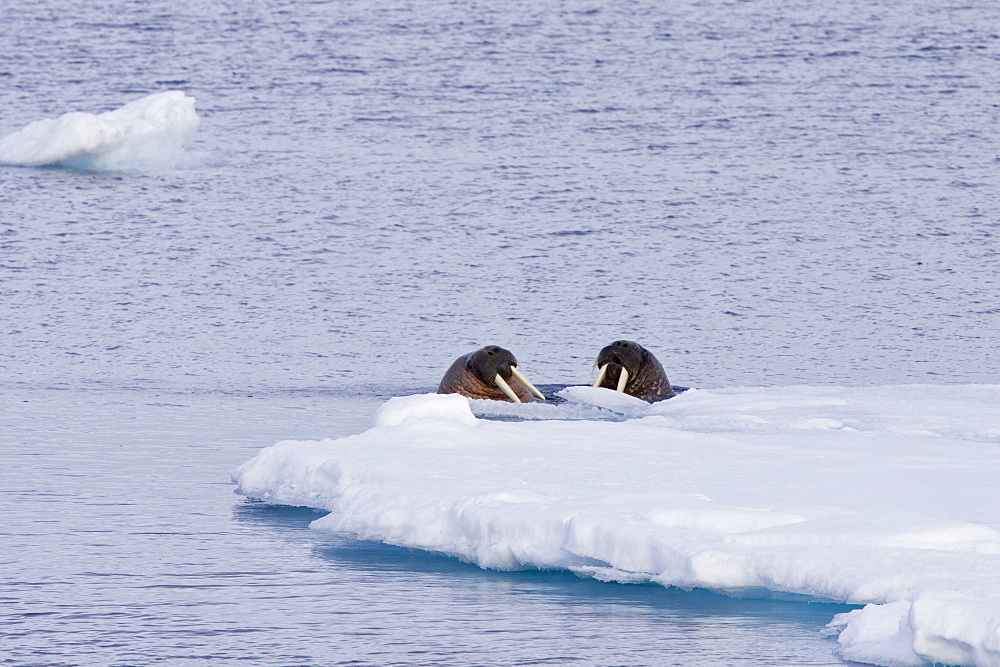 Adult male walrus (Odobenus rosmarus rosmarus) on ice floes near Moffen Island, Svalbard Archipelago in the Barents Sea, Norway