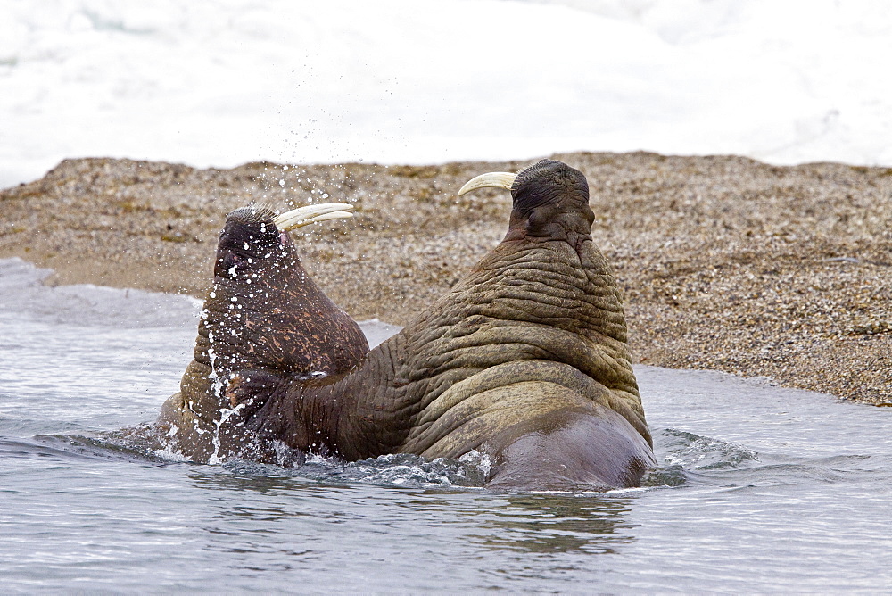 Adult male walrus (Odobenus rosmarus rosmarus) on ice floes near Moffen Island, Svalbard Archipelago in the Barents Sea, Norway