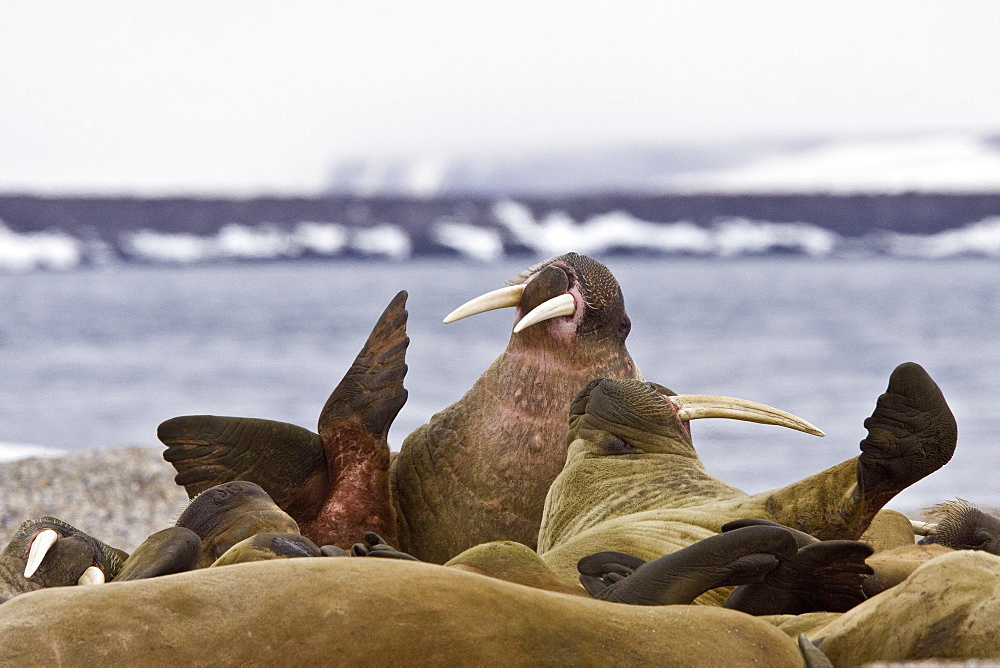 Adult male walrus (Odobenus rosmarus rosmarus) on ice floes near Moffen Island, Svalbard Archipelago in the Barents Sea, Norway