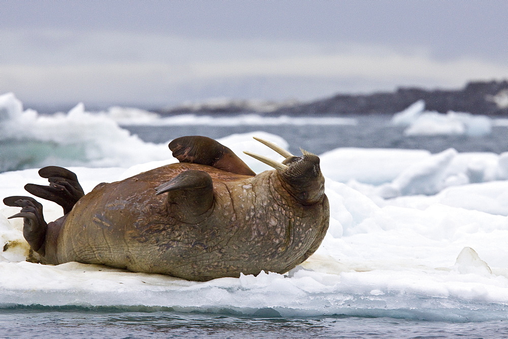 Adult male walrus (Odobenus rosmarus rosmarus) on multi-year ice floes off Bolshoy Island, Barents Sea, Norway