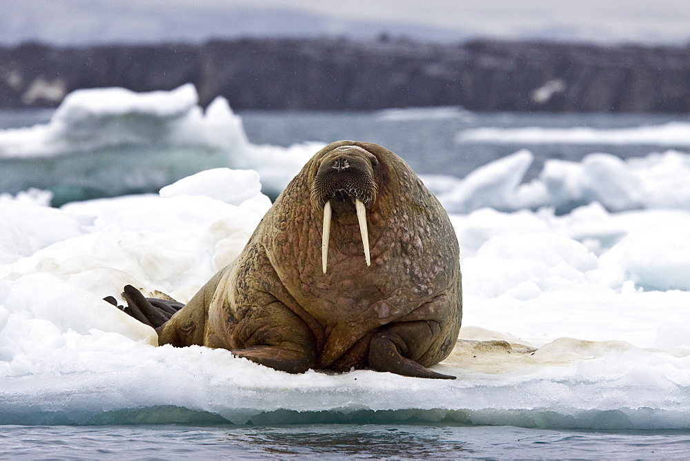 Adult male walrus (Odobenus rosmarus rosmarus) on multi-year ice floes off Bolshoy Island, Barents Sea, Norway