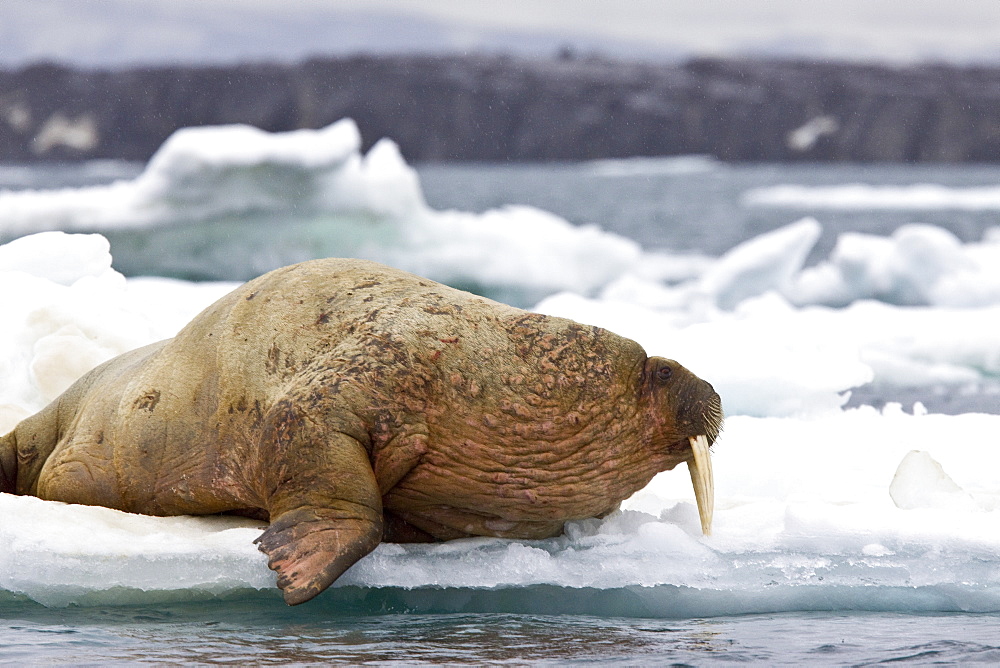 Adult male walrus (Odobenus rosmarus rosmarus) on multi-year ice floes off Bolshoy Island, Barents Sea, Norway