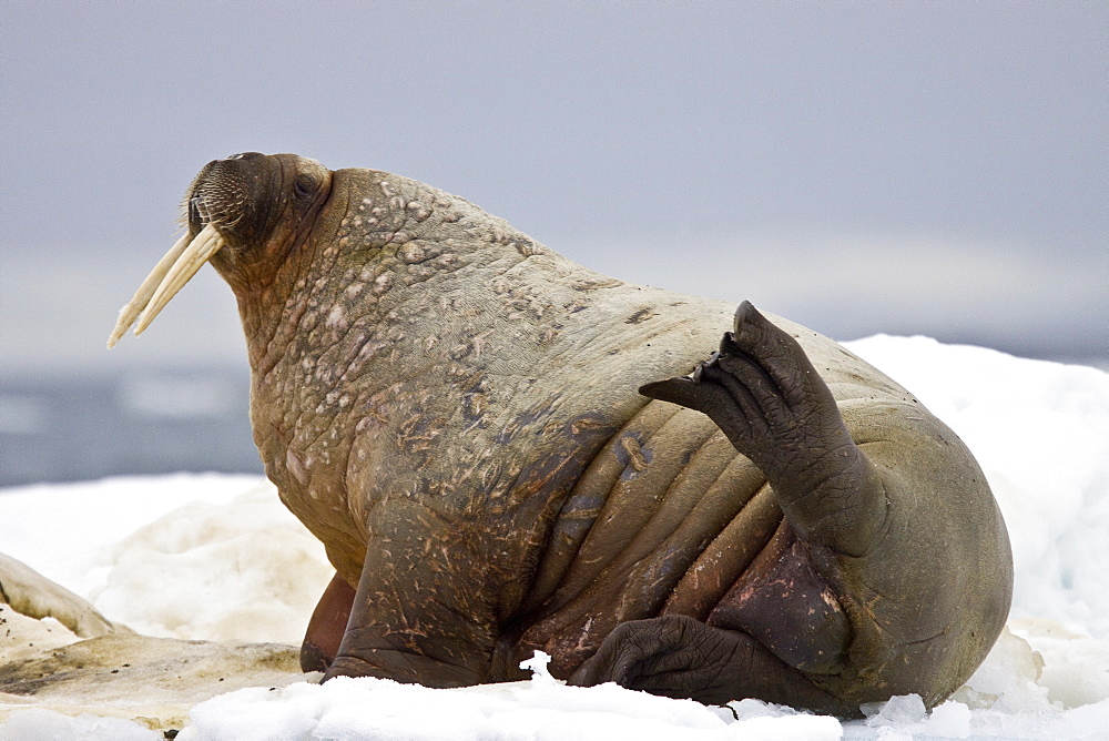 Adult male walrus (Odobenus rosmarus rosmarus) on multi-year ice floes off Bolshoy Island, Barents Sea, Norway